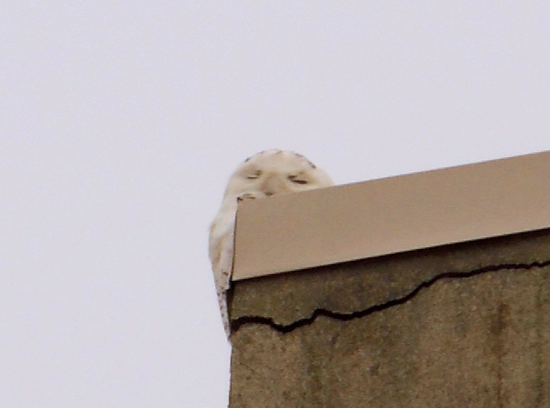 Snowy Owl, Springfield Mall, Springfield, VA, 2-5-14
