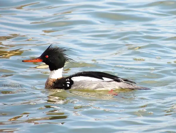 Red-breasted Merganser 3-8-14 1 by WilliamYoung