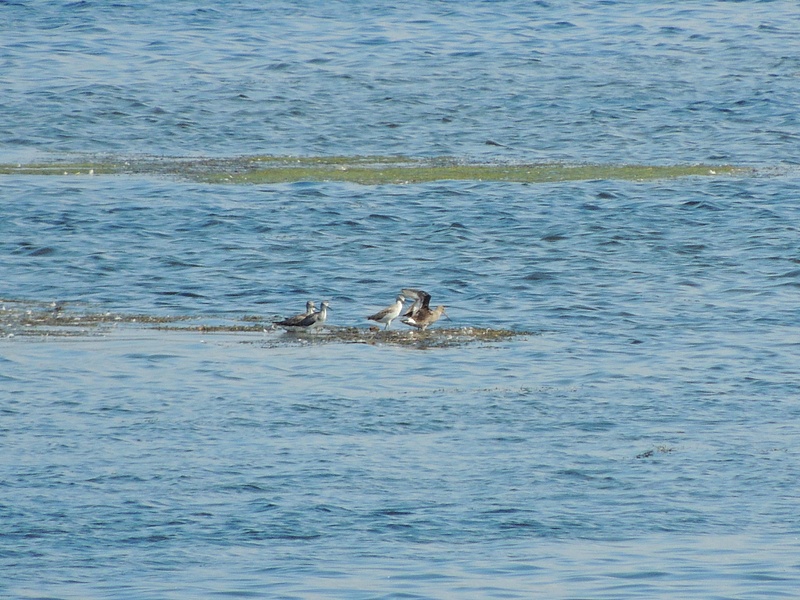 Hudsonian Godwit Underwings, Belle Haven, Alexandria, VA, 9/5/14