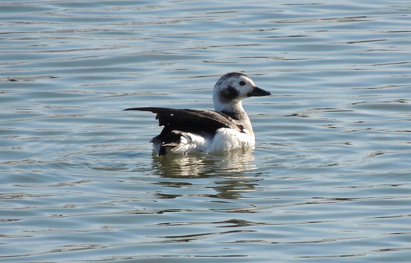 Long-tailed Duck, Belle Haven Marina, Alexandria, VA, 2-4-15