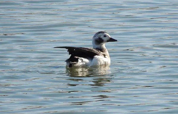 Long-tailed Duck, Belle Haven Marina, Alexandria, VA,...