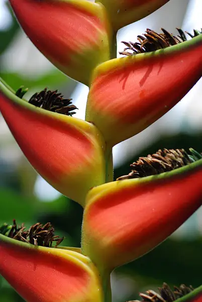 Jungle Flower by CoreyNook