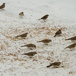 Snow Buntings, Horned Larks and Tree Sparrows