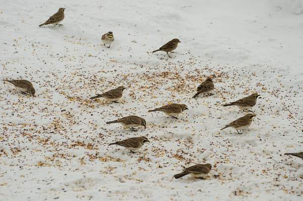 Snow Buntings, Horned Larks and Tree Sparrows by...