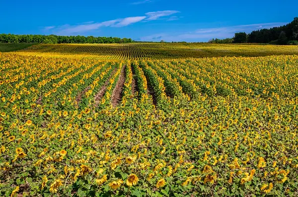 Sunflower Field by SDNowakowski