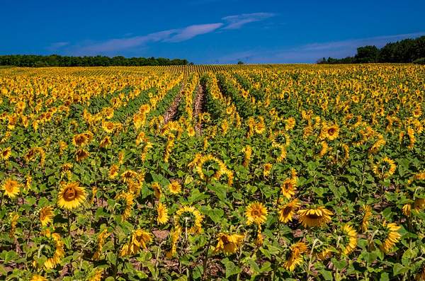 Sunflower Field in Traverse City, Michigan by...