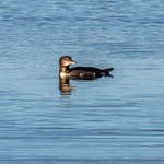 Juvenile Loon on Trout Lake in the Upper Peninsula of Michigan in September 2015