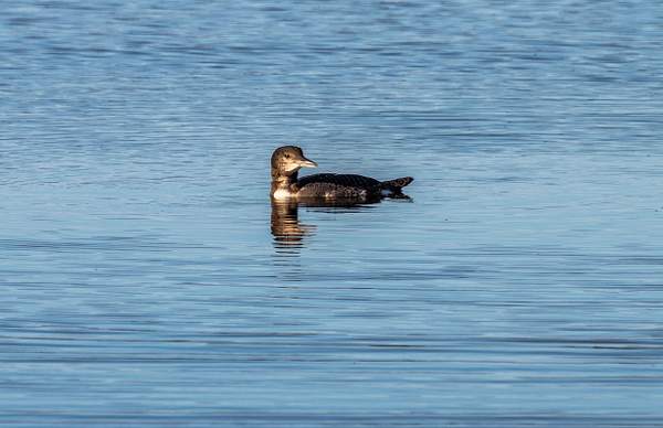Juvenile Loon on Trout Lake in the Upper Peninsula of...