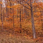 2015 Fall Colors on M-55 west of Cadillac, Michigan