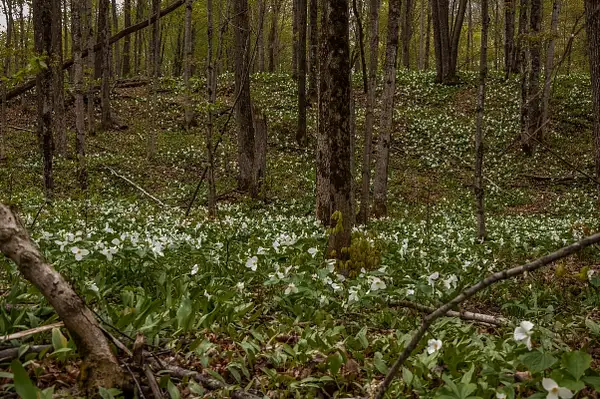 2016 Forest Covered in Trillium Flowers May by...