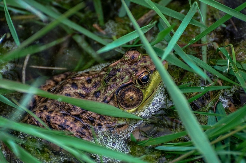 2017 Croaking Frog on Lake Gitchegumee