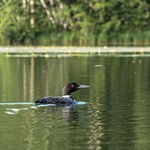 2017 Northern Loons on Lake Gitchegumee in Buckley, MI. in July