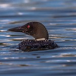 2018 Kayaking with a Northern Loon on Lake Gitchegumee in Buckley, Michigan