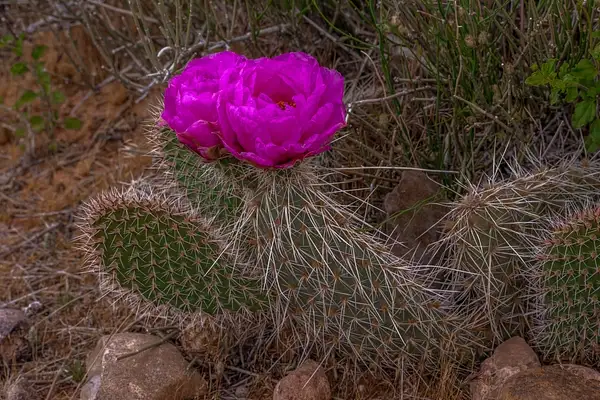 Flowering Cactus by SDNowakowski