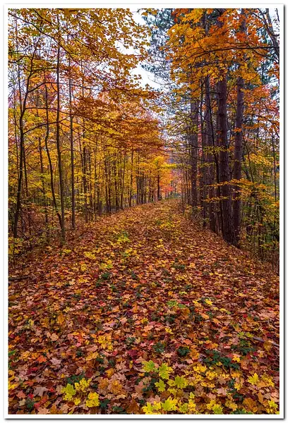 Fall Colors along the Betsie River by SDNowakowski