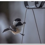 2021 Bird Feeder Visitors in February 13th & 14th