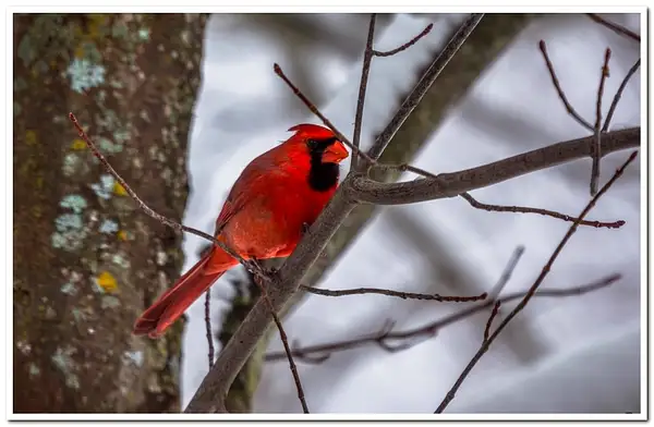 2020 & 2021 Winter Bird Feeder Visitors by...
