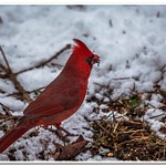 2020 & 2021 Dayhuff Lake Winter Visitors to My Bird Feeders
