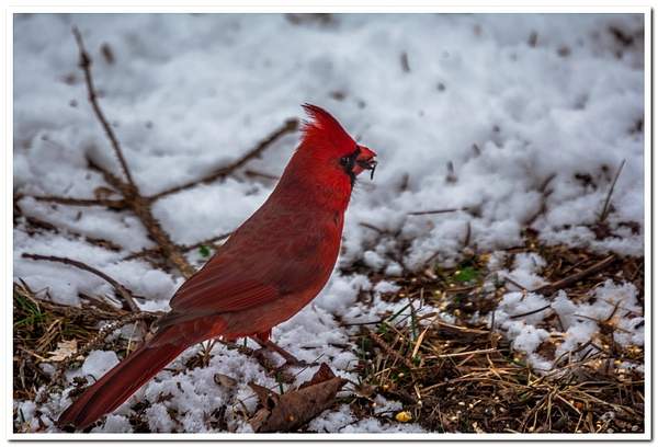 2020 & 2021 Dayhuff Lake Winter Visitors to My Bird...