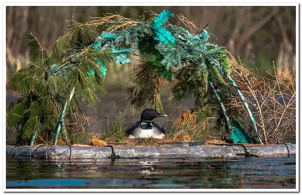 Nesting Loon on Dayhuff Lake by SDNowakowski