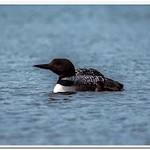 2021 New Baby Loon on Dayhuff Lake on May 31