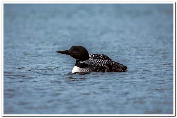 2021 New Baby Loon on Dayhuff Lake on May 31 by...