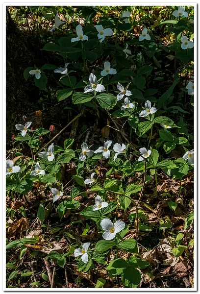 2021 D3500 Terillium Flowers in the northwoods DNG _8 by...