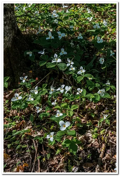 Trillium Flowers on the Forest Floor by SDNowakowski