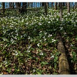2021 Wild Trillium Flowers on the Forest Floor in Northern Michigan