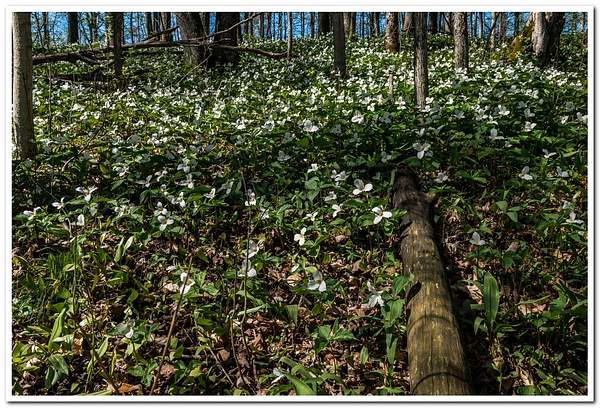 2021 Wild Trillium Flowers on the Forest Floor in...