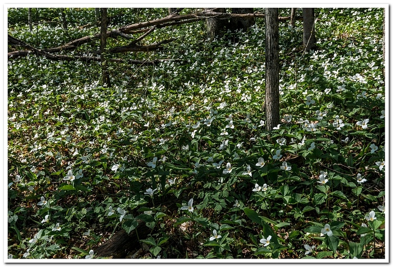 2021 D3500 Terillium Flowers in the northwoods DNG _17