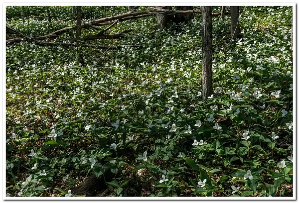 2021 D3500 Terillium Flowers in the northwoods DNG _17...