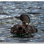 2021 New Baby Loons on Dayhuff Lake on June 1st