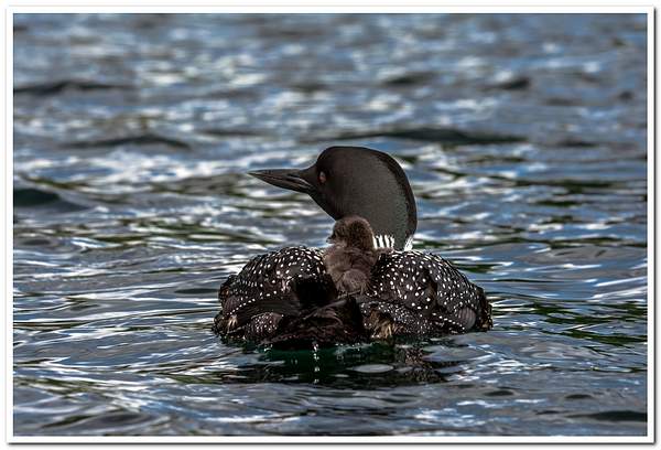 2021 New Baby Loons on Dayhuff Lake on June 1st by...