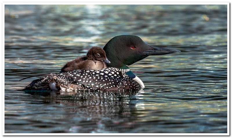 Two New Baby Loons on Dayhuff Lake