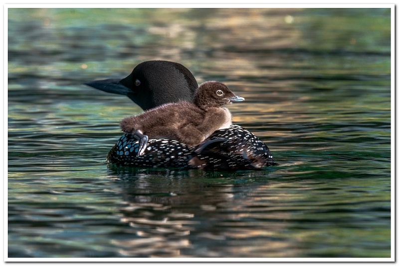 Two New Baby Loons on Dayhuff Lake