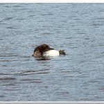 2021 Baby Loon Pics from Dayhuff Lake on June 20th.