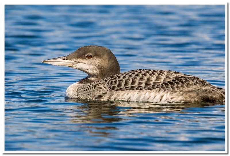 2021 D3500 Baby Loon NEF to DNG _51-FS_2