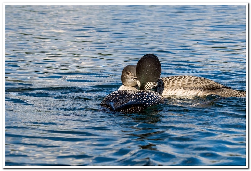 2021 D3500 Baby Loon NEF to DNG _55-FS_2
