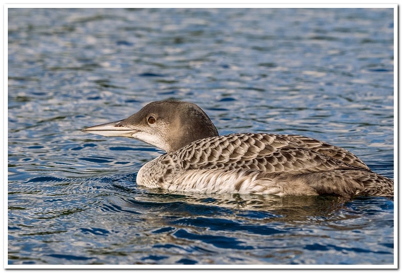 2021 D3500 Baby Loon NEF to DNG _60-FS_2