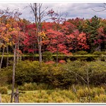 2021 Fall Colors along M-115 and Manistee River