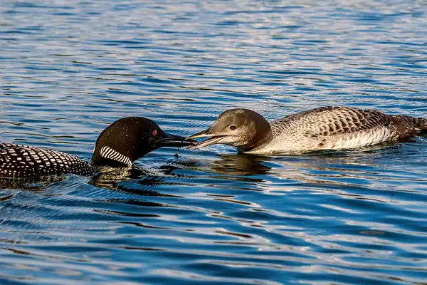 Wildlife  2021 D3500 Baby Loon NEF to DNG...
