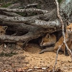 2022 Second Day with the Red Fox Kits/Pups in May