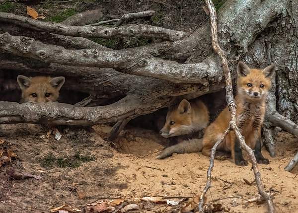2022 Second Day with the Red Fox Kits/Pups in May by...