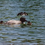 2022 New Loon Family on Lake Dayhuff in Boon, Michigan taken June 3rd.
