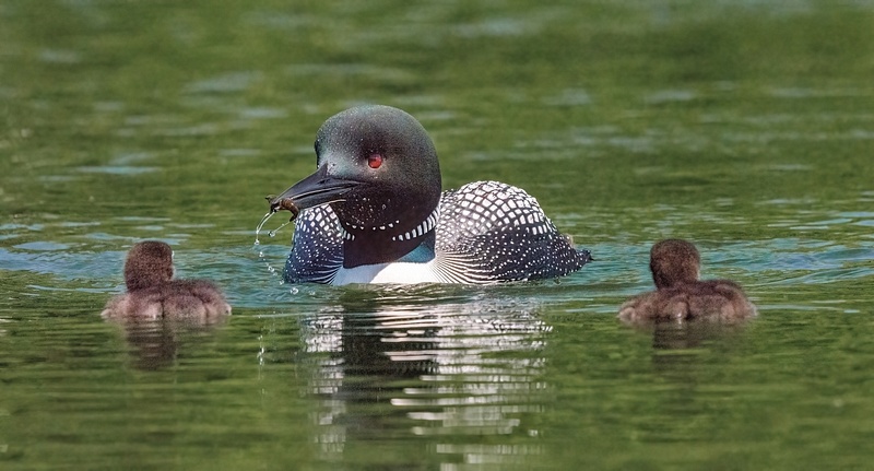 2022 D7100 Baby Loons Reduced June 4_002
