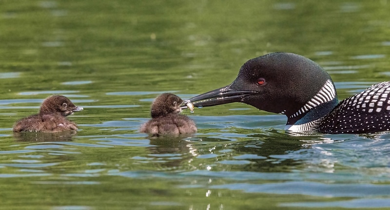 2022 D7100 Baby Loons Reduced June 4_007