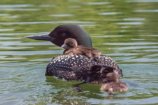 2022 D7100 Baby Loons Reduced June 4_020 by SDNowakowski