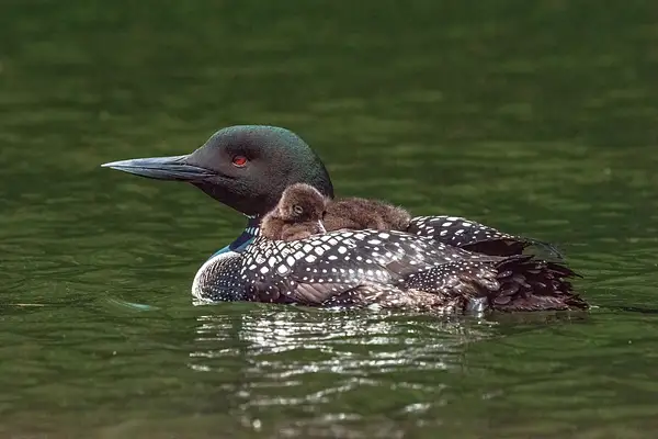 2022 D7100 Baby Loons Reduced June 4_023 by SDNowakowski