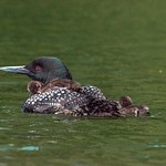 2022 Second Set of Baby Loon Photos from Lake Dayhuff in Boon Michigan taken June 4th.